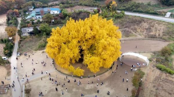 این درخت شگفت انگیز 860 سال قدمت دارد، عکس